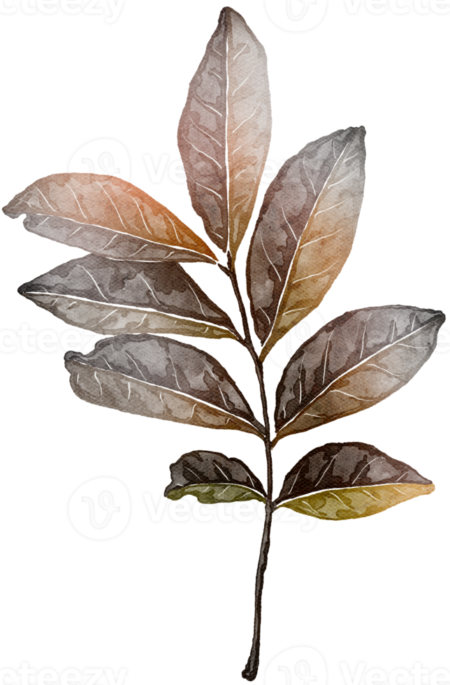 leaf watercolor transparency clipart. png