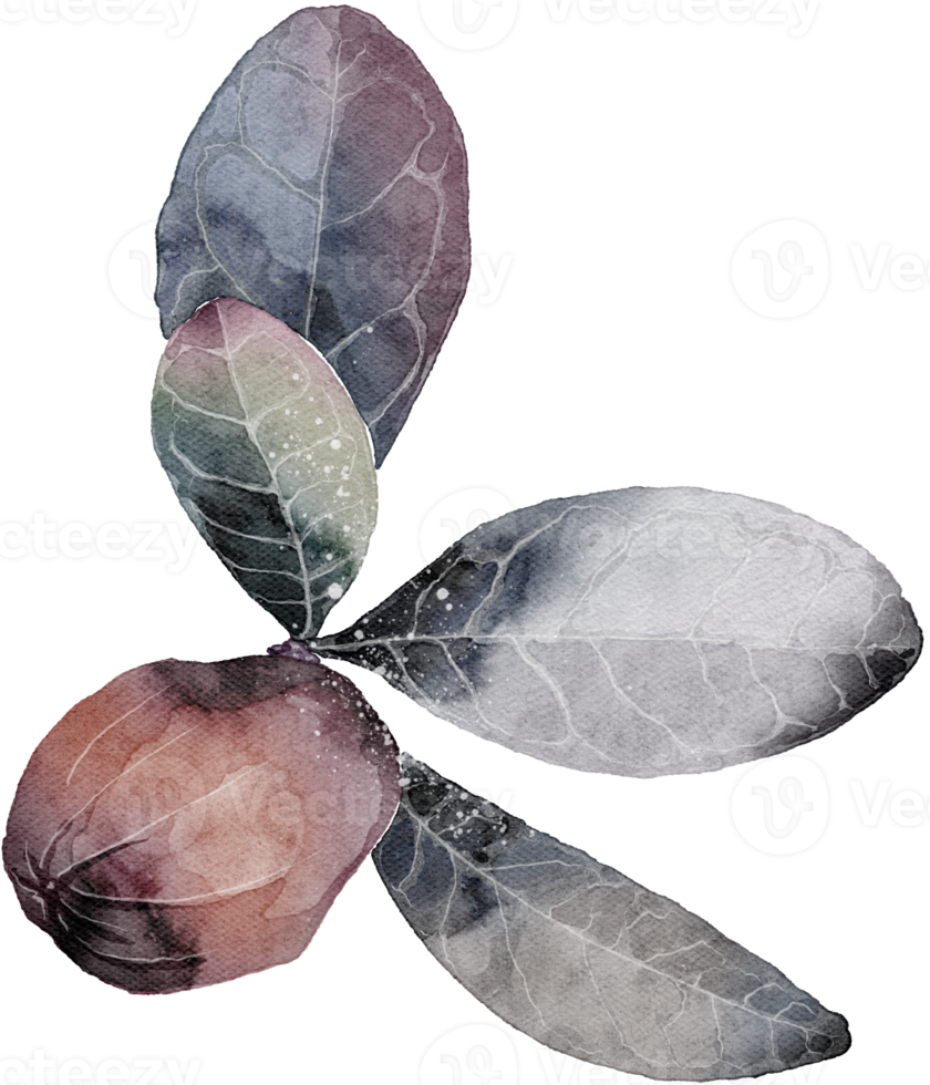 leaf watercolor transparency clipart. png