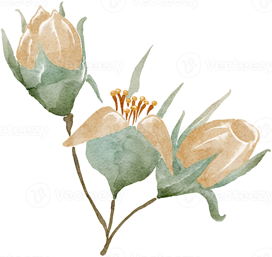 Flower watercolor transparency. png