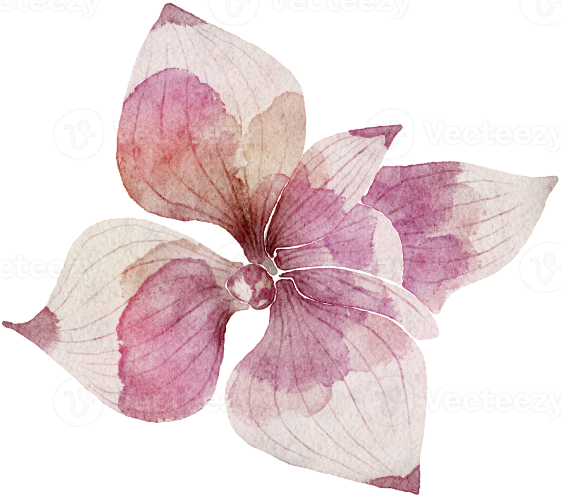Flower watercolor transparency. png