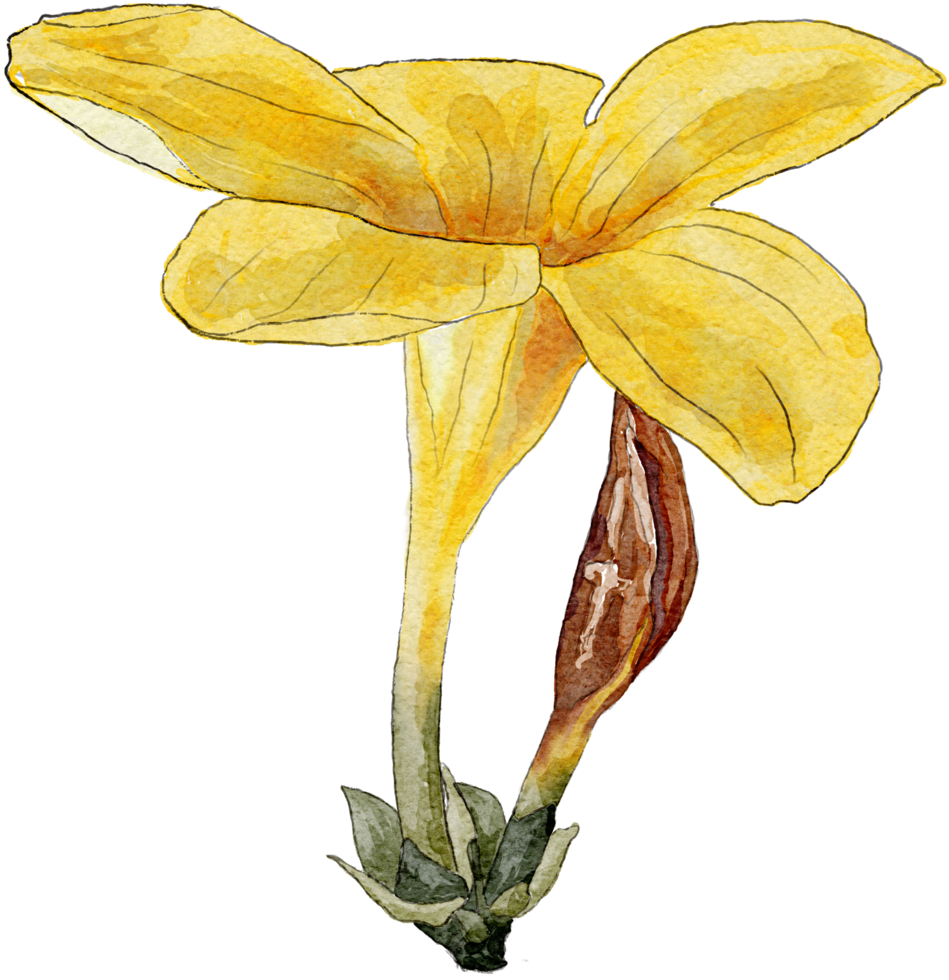 Flower watercolor transparency. png