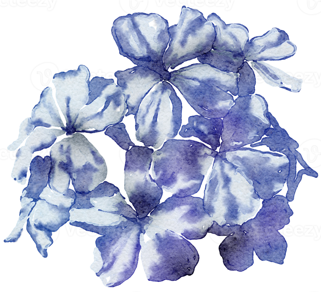 Flower watercolor transparency. png