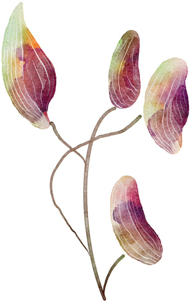 Flower watercolor transparency. png