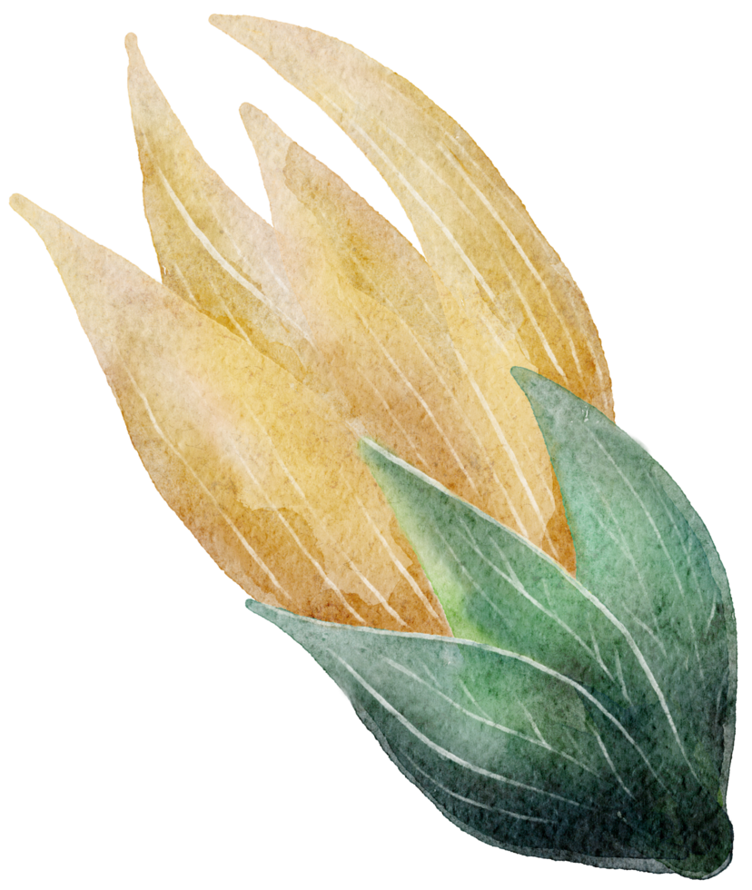 bloem aquarel transparant. png