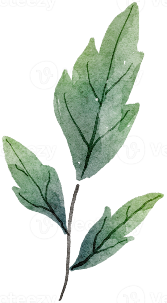 Leaf watercolor transparency. png