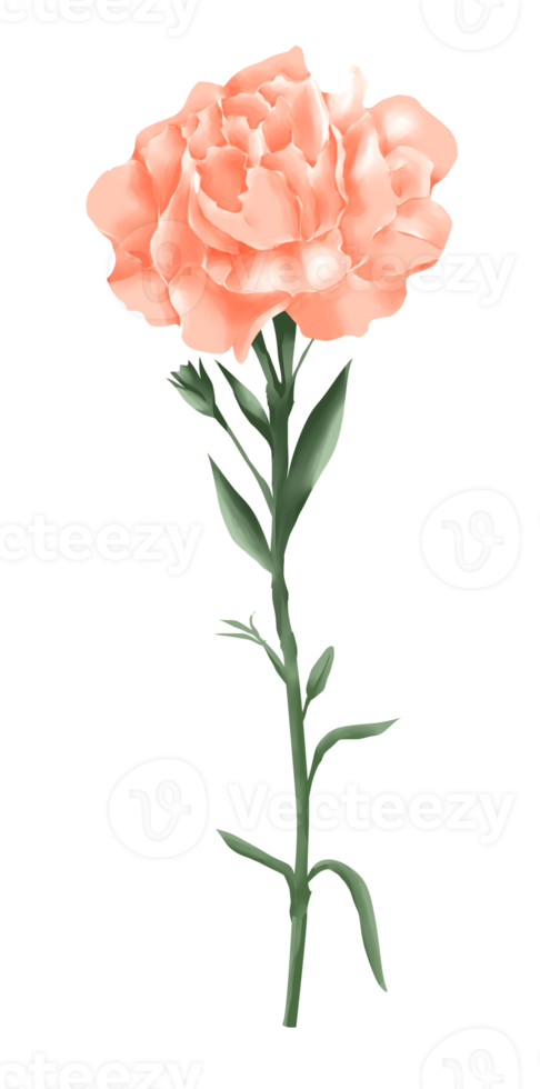 carnation flower watercolor style png