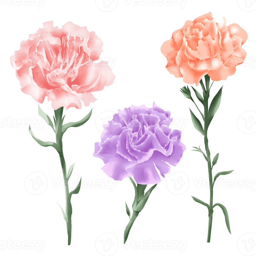 Set of carnations watercolor style png