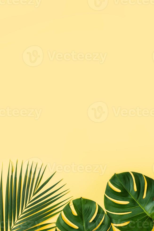 Beautiful tropical palm monstera leaves branch isolated on pastel yellow background, top view, flat lay, overhead above summer beauty blank design concept. photo