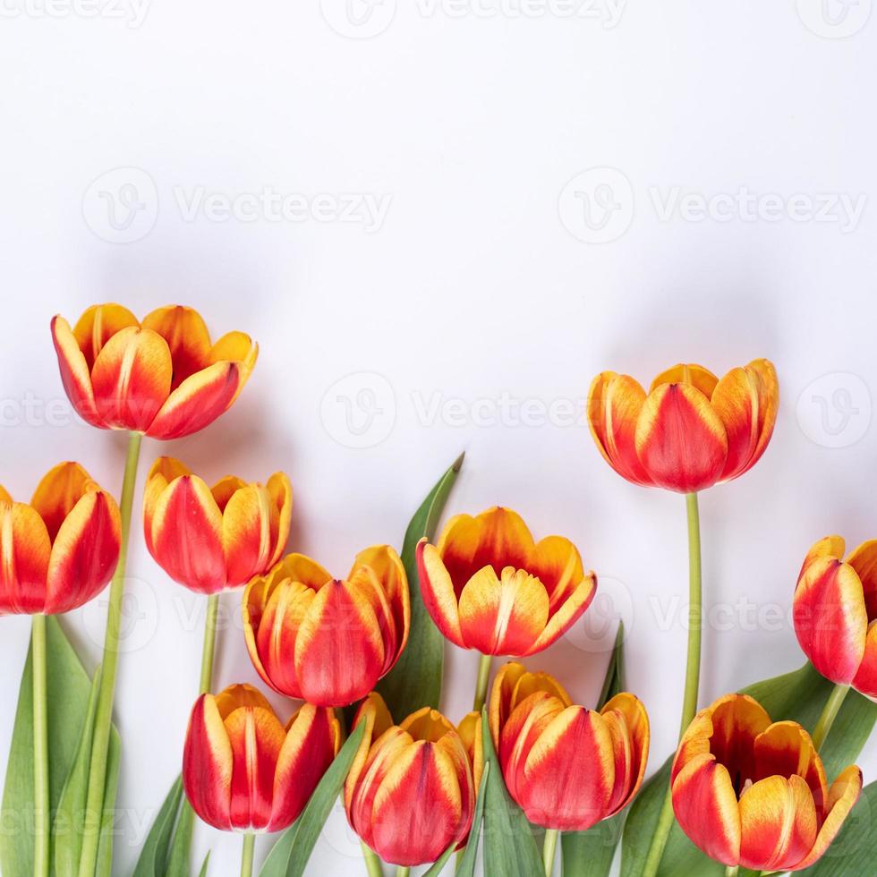 Tulips on white background of copy space, concept of Mother's day. photo