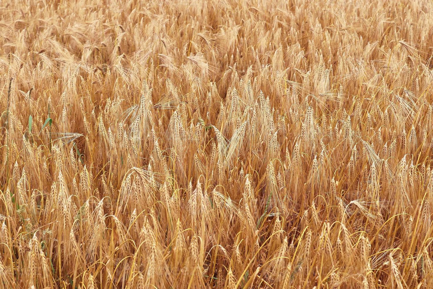 Beautiful and detailed close up view on crop and wheat field textures in northern europe. photo