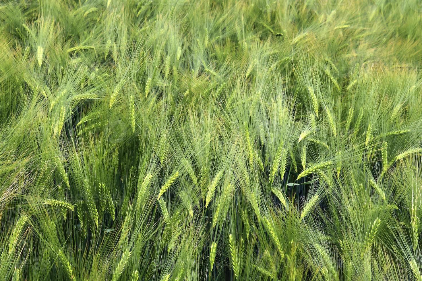 Beautiful and detailed close up view on crop and wheat field textures in northern europe. photo