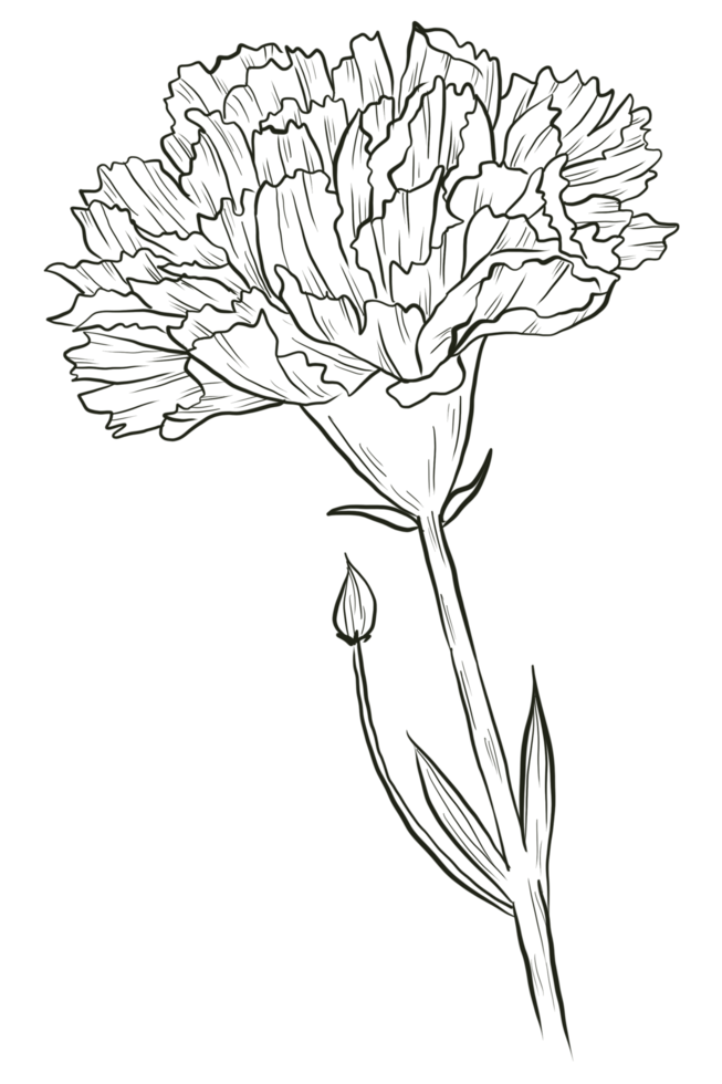 Carnation flower line art 10289659 PNG