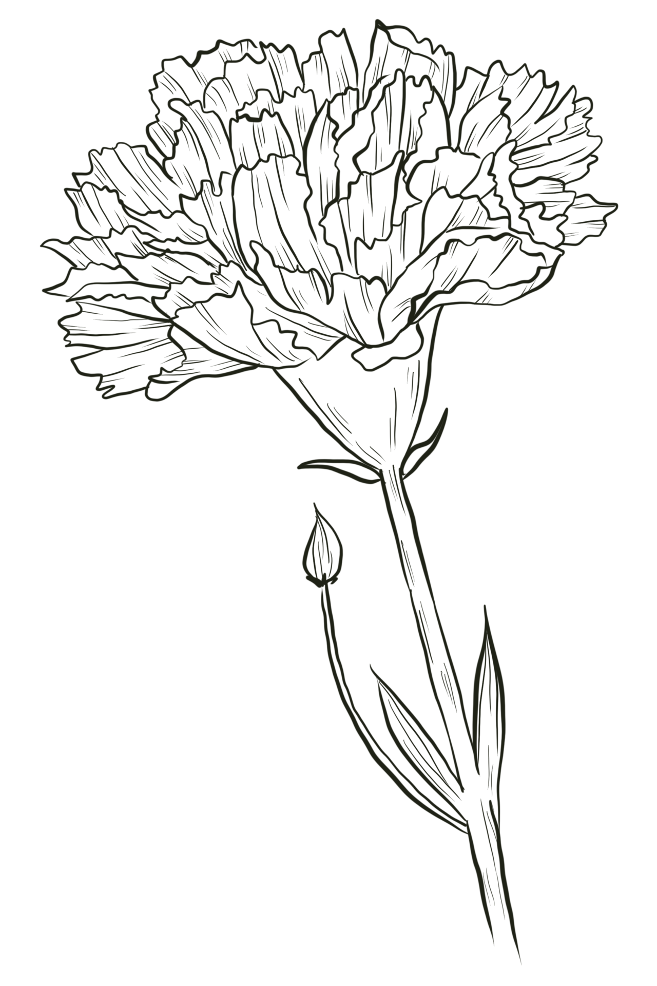 Carnation flower line art 10289659 PNG