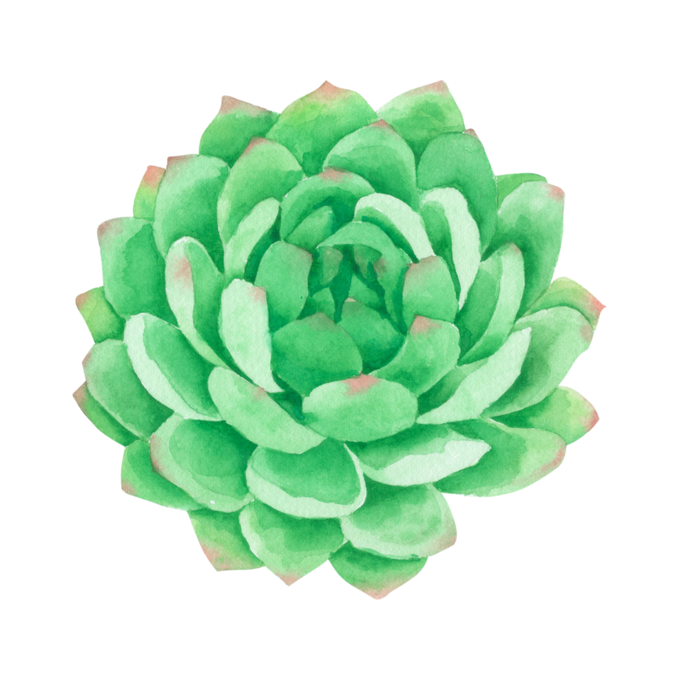 peinture à la main aquarelle cactus png