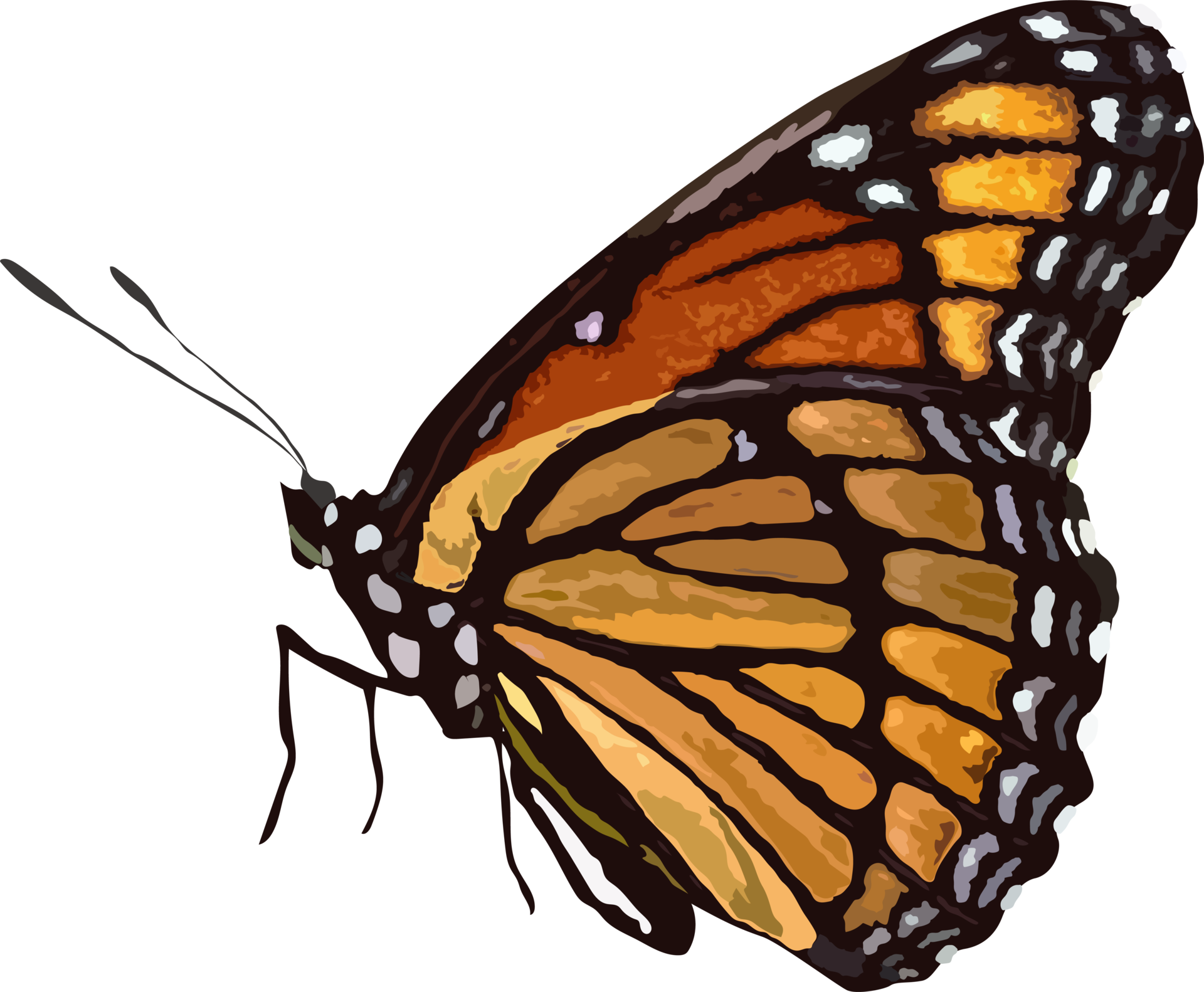 Hermosa mariposa animal 10289893 png
