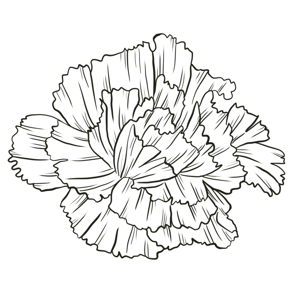 Carnation flower line art png