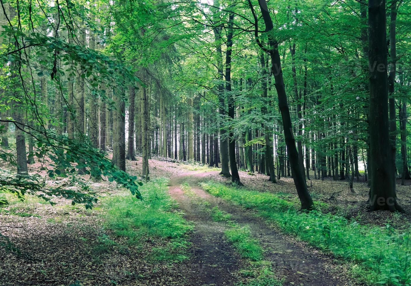 hermosa vista a un denso bosque verde con luz solar brillante que proyecta una sombra profunda foto