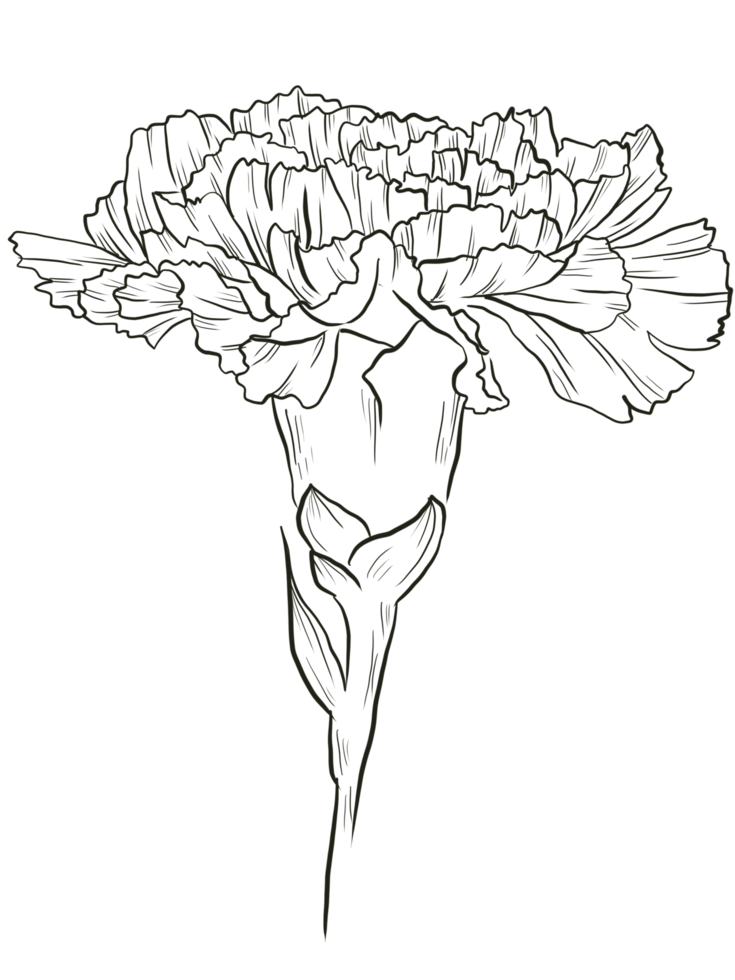 Carnation flower line art png