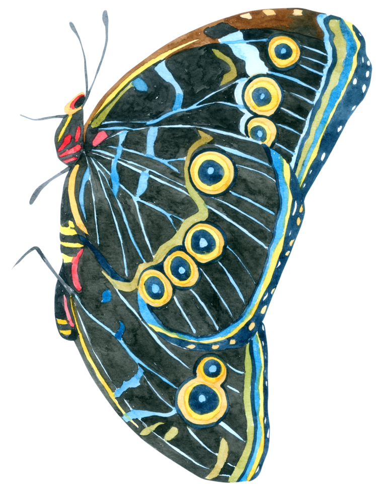 pintura de mano de acuarela de mariposa png