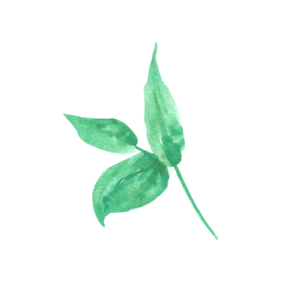 aquarelle élément feuille verte png