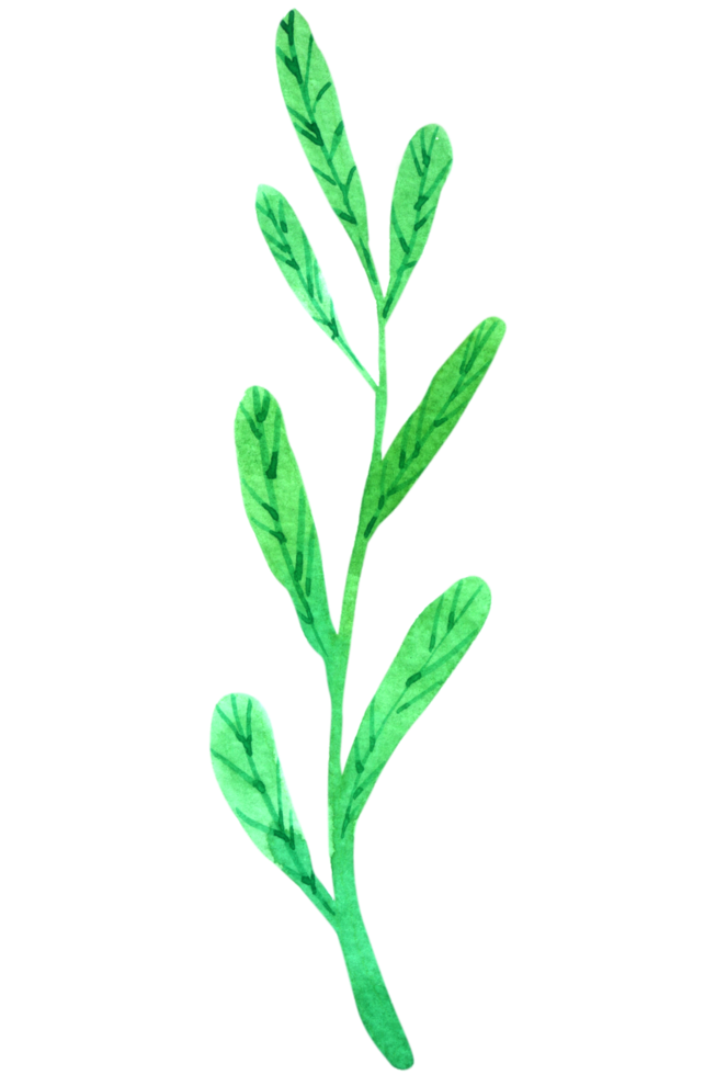 acuarela de elemento de hoja verde png