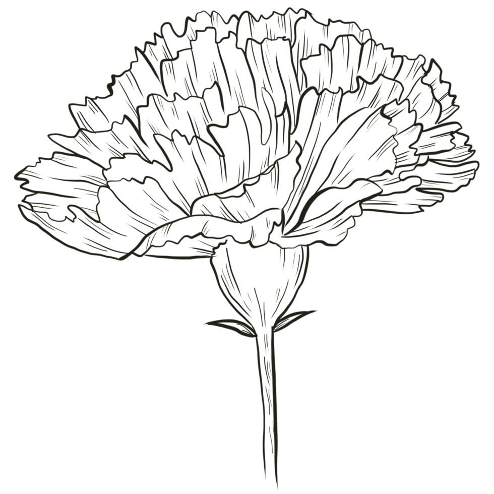 Carnation flower line art png