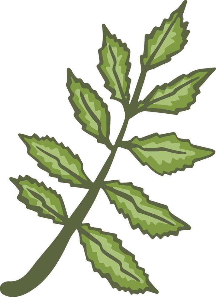 hoja planta árbol colorido dibujo ilustración símbolo vector