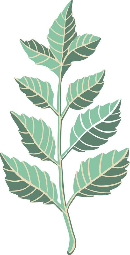 Leaf plant tree colorful drawing illustration symbol vector