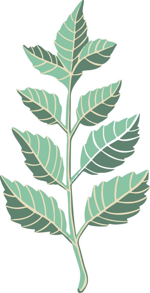 Leaf plant tree colorful drawing illustration symbol vector