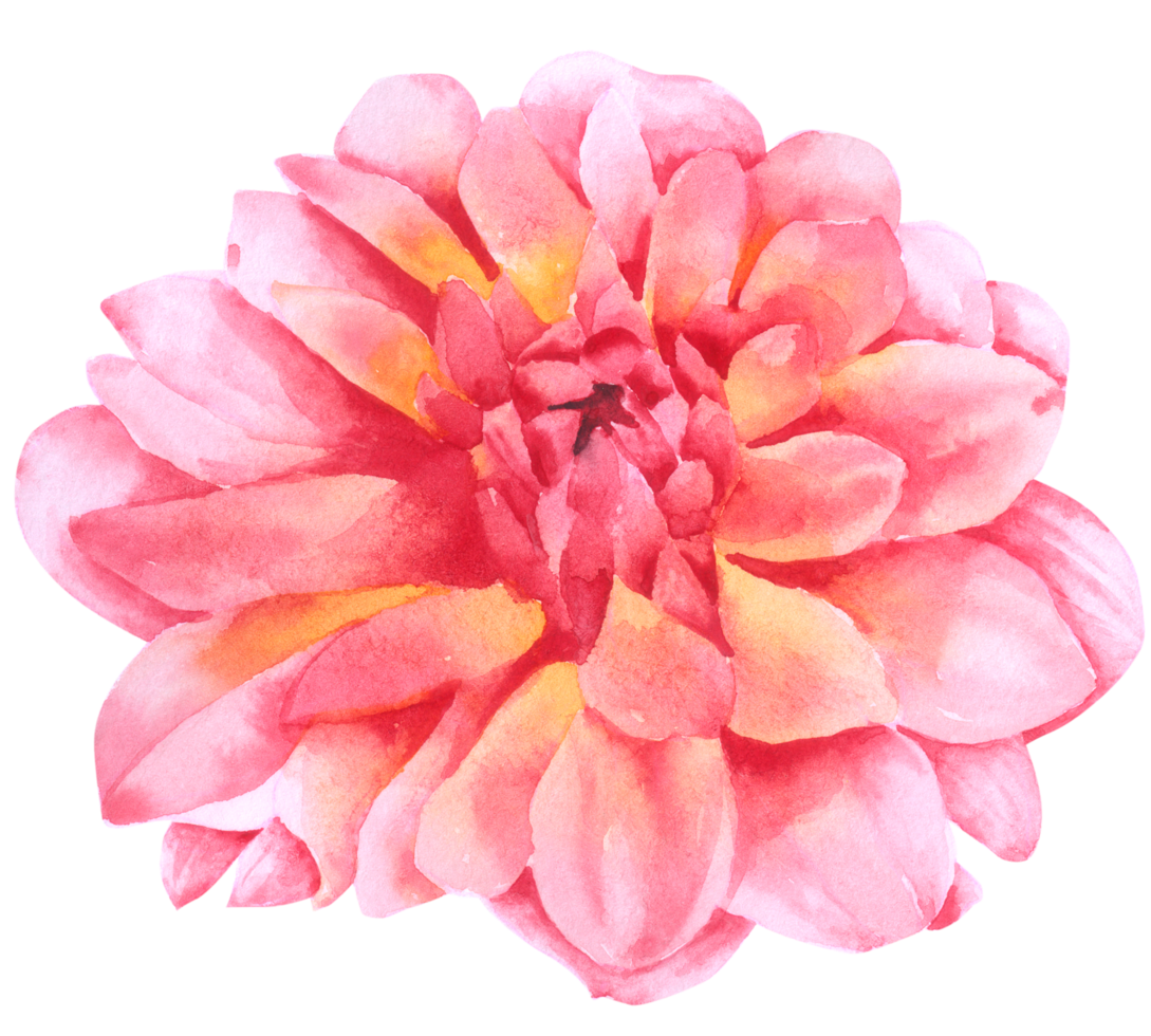 élément de fleur fleur de mariage aquarelle png