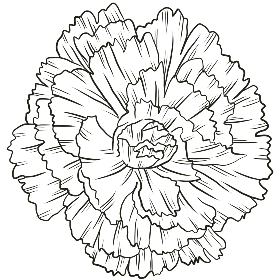 Carnation flower line art png