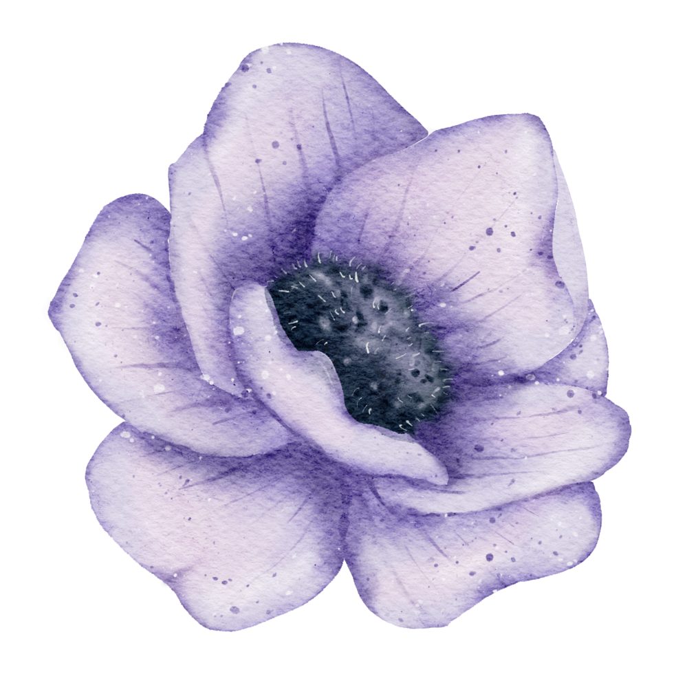 aquarelle de fleur d'anémone png