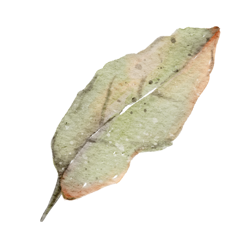 Autumn Leaf  watercolor png