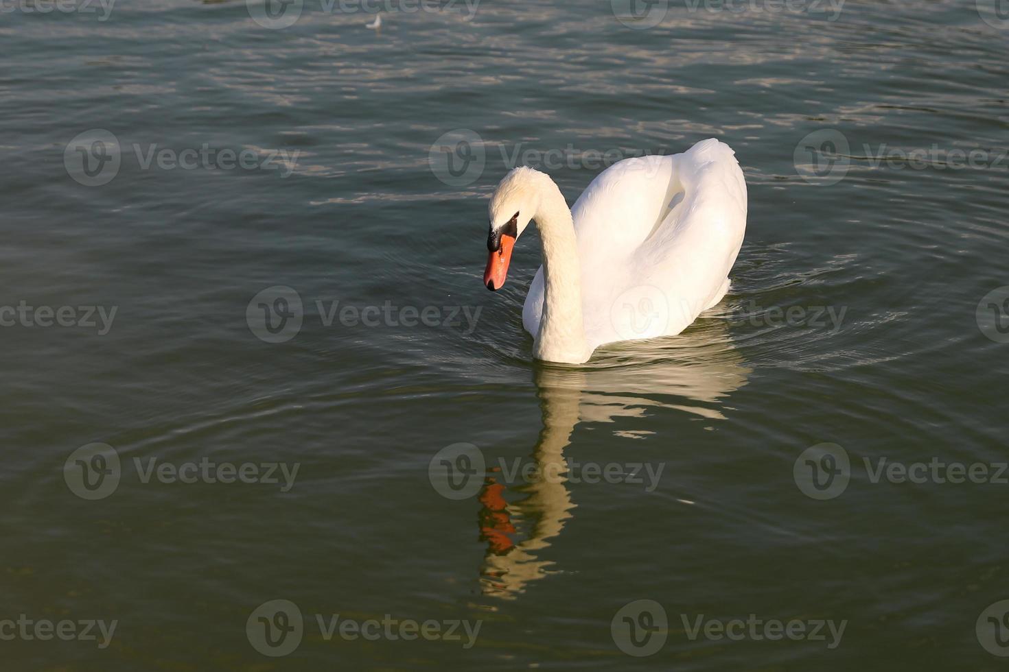 Swan in Pond photo