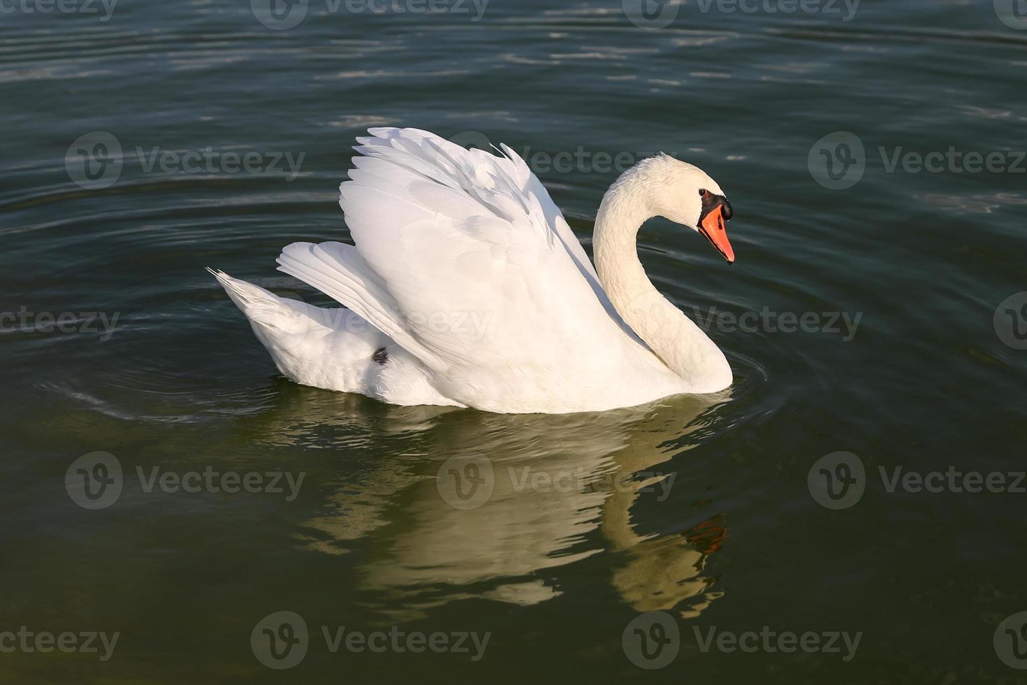 Swan in Pond photo