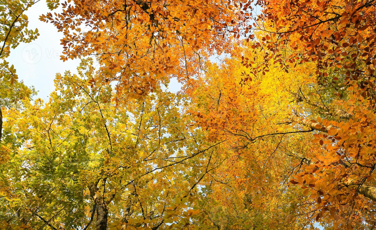 árbol en el parque nacional yedigoller, turquía foto