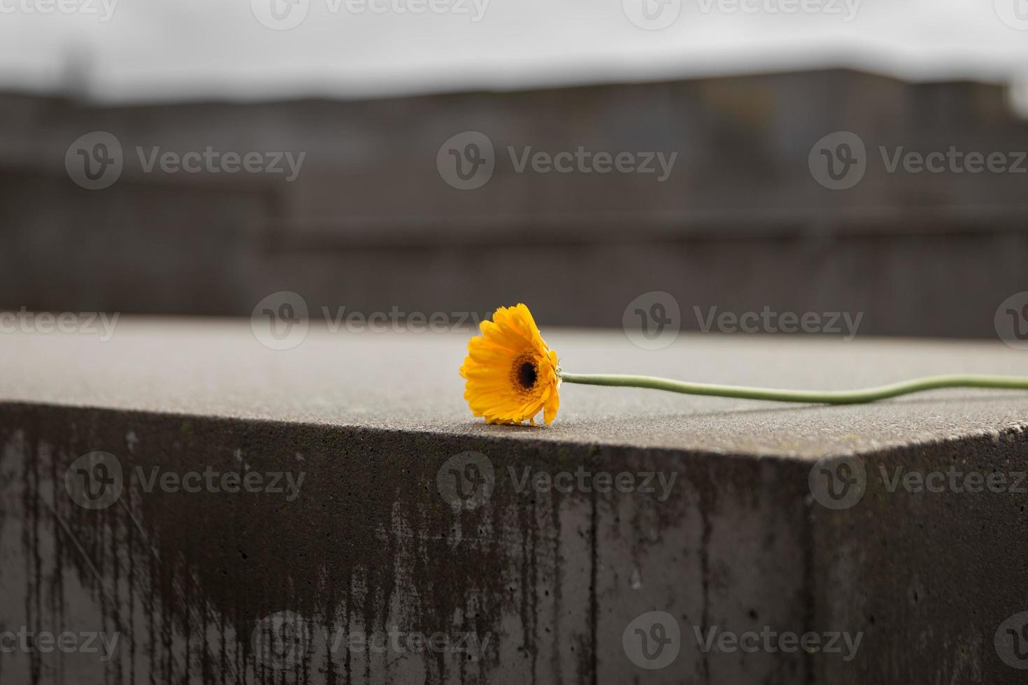 Flower in Memorial to the Murdered Jews of Europe in Berlin, Germany photo