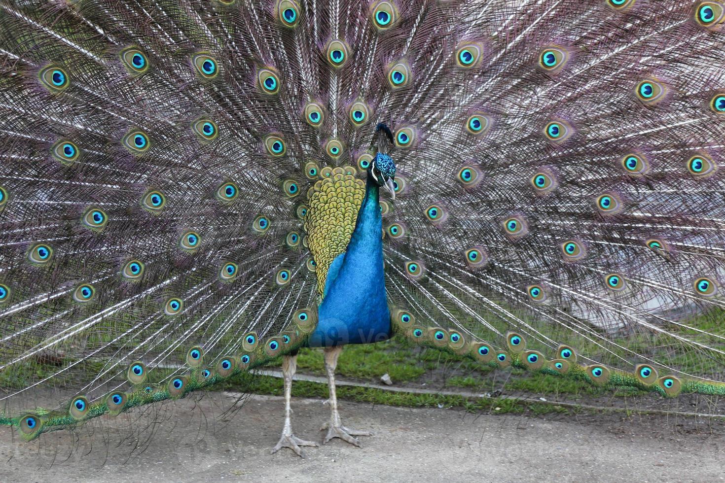 Peacock feathers out photo