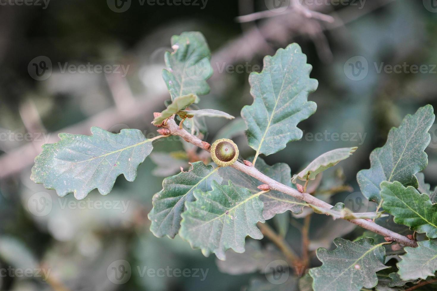 Oak branch with acorn photo