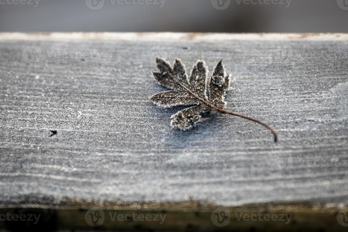 Frozen Leaf Covered with Ice photo