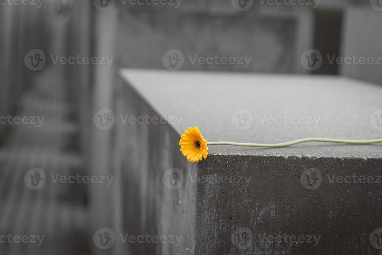 Flower in Memorial to the Murdered Jews of Europe in Berlin, Germany photo