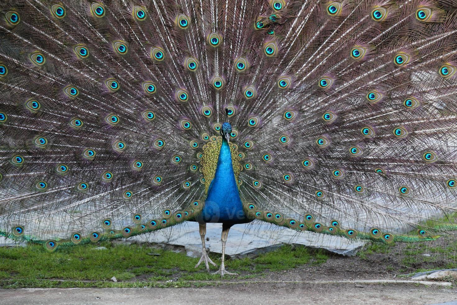 Peacock feathers out photo