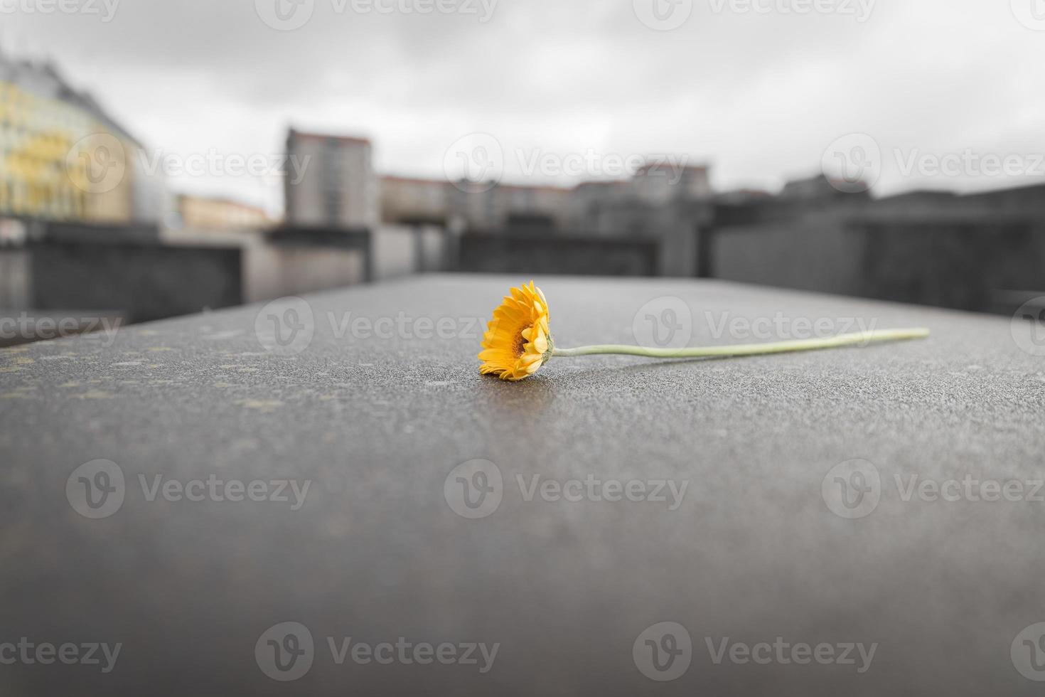 flor en memoria de los judíos asesinados de europa en berlín, alemania foto
