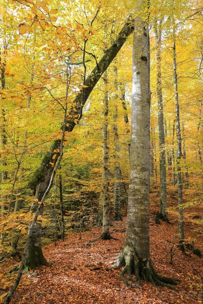 Forest in Yedigoller National Park, Turkey photo