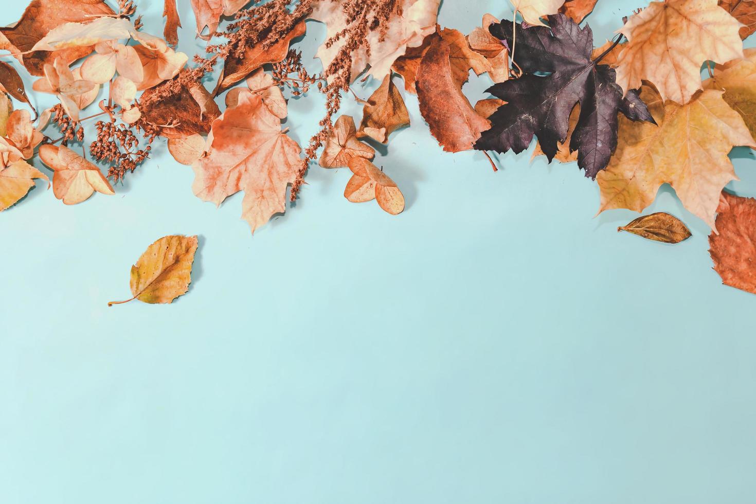 Autumn composition. autumn leaves on bright blue pastel background. Flat lay, top view copy space. photo