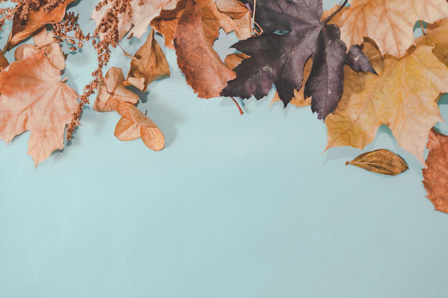 Autumn composition. autumn leaves on bright blue pastel background. Flat lay, top view copy space. photo