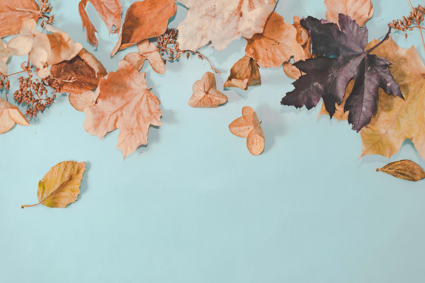 Autumn composition. autumn leaves on bright blue pastel background. Flat lay, top view copy space. photo