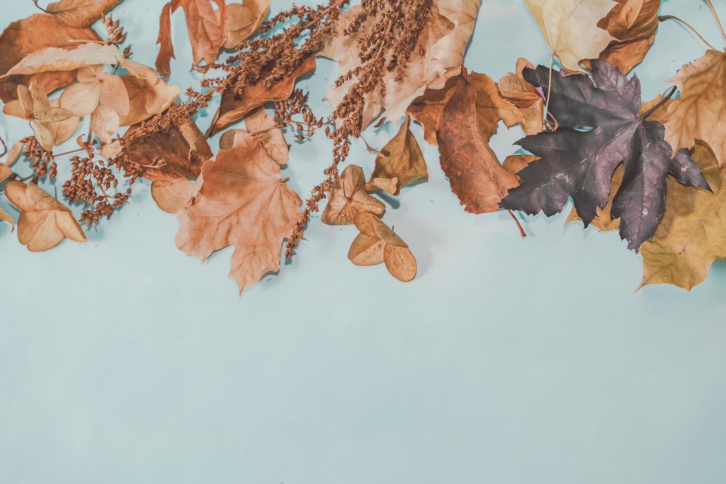 Autumn composition. autumn leaves on bright blue pastel background. Flat lay, top view copy space. photo
