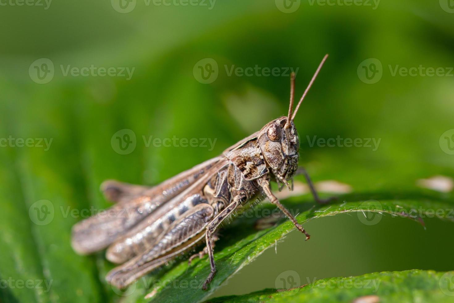 Common field grasshoper sitting on a green leaf macro photography in summertime. Brown grasshopper sitting on a plant in sunny summer day close-up photo. photo