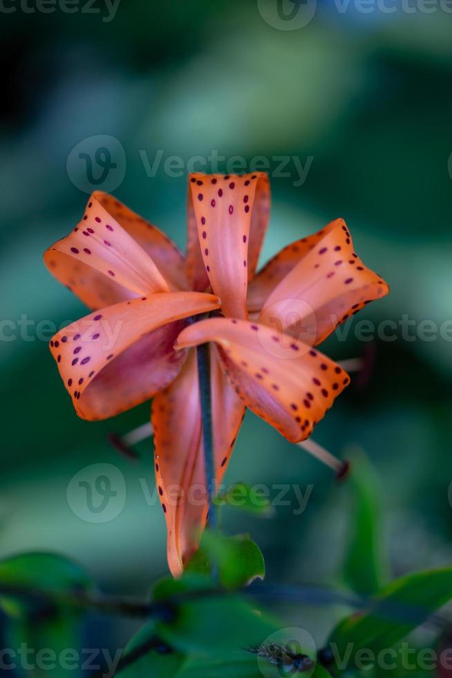 Lilium lancifolium flower macro photography in a summer day. Blossom tiger lily with orange petals close-up photo. photo